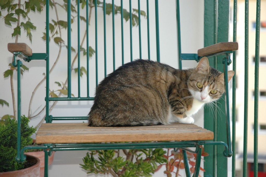 Casais que preferem animais de estimação ao invés de filhos corroboram com o aumento da população&nbsp;idosa?